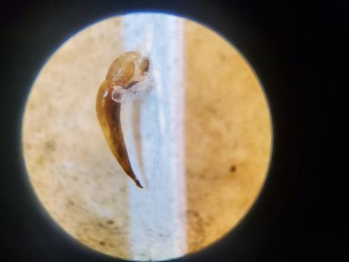 Réf. 343 839 : Harpalus froelichii